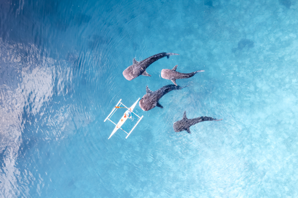requins baleine