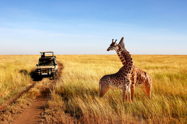 TANZANIE - SAFARI